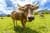 agriculture-animal-brown-swiss-36347